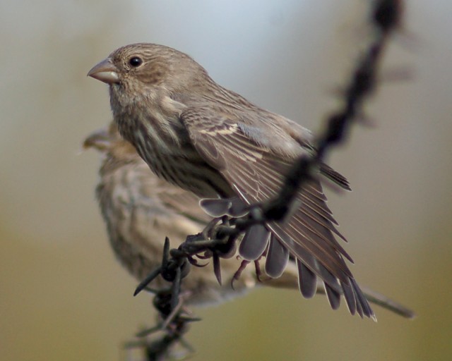 House Finch (female) photo #2