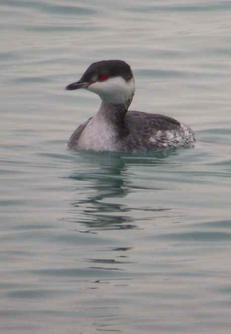 Horned Grebe photo #4