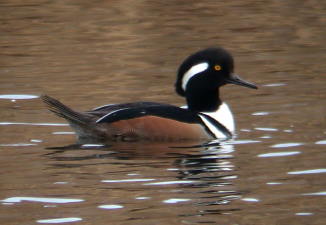 Hooded Merganser Photo 1
