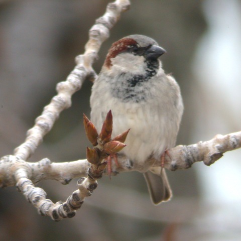 House Sparrow