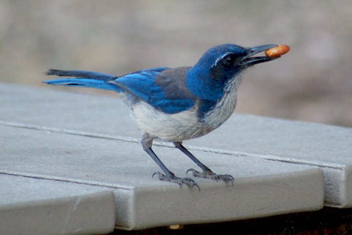 Island Scrub-Jay photo #2