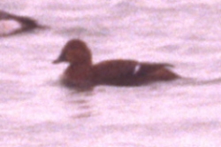 King Eider (female) close-up