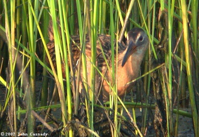 King Rail Photo 2