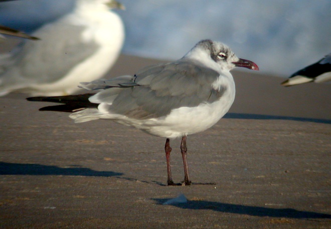 Laughing Gull
