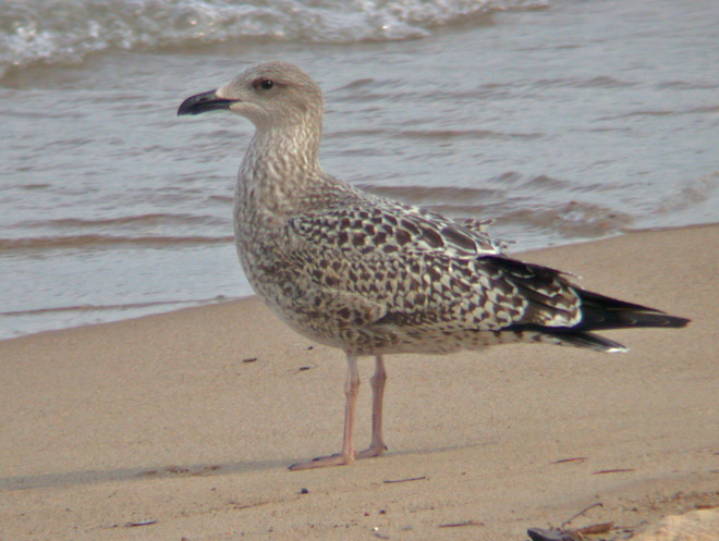 Lesser Black-backed Gull  (IN)