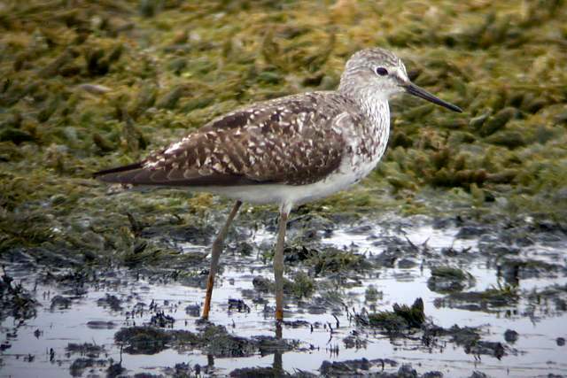 Lesser Yellowlegs Photo 2
