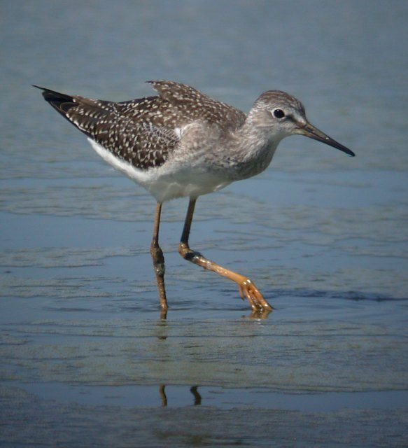Lesser Yellowlegs (juvenile)