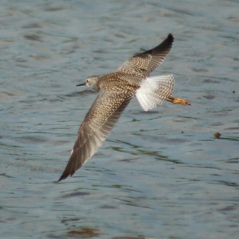 Lesser Yellowlegs (in flight)