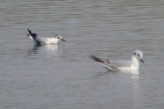 Little Gull (1st year)