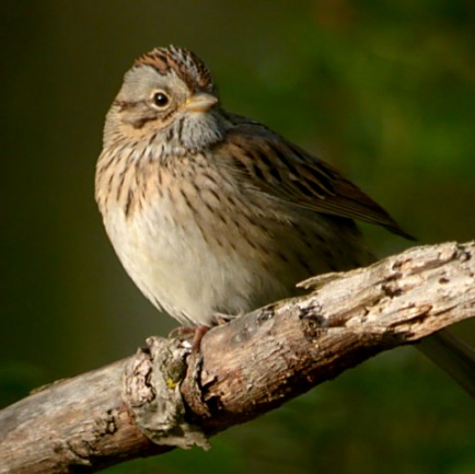 Lincoln's Sparrow