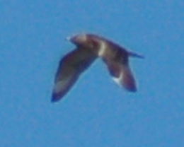 Long-tailed Jaeger (juvenile) photo #1