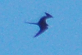 Magnificent Frigatebird (adult male in flight)