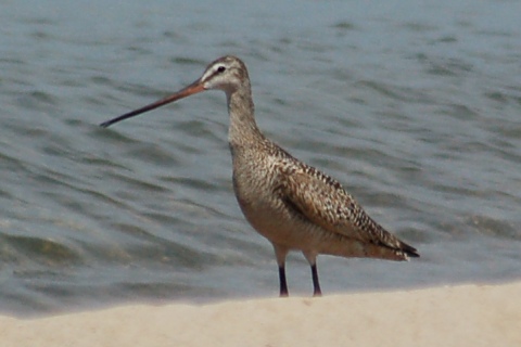 Marbled Godwit photo #2