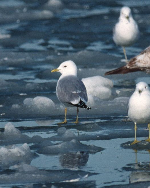 Short-billed Gull