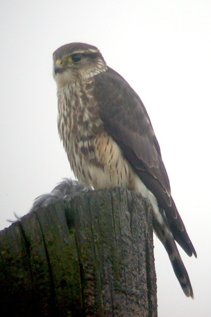 Merlin