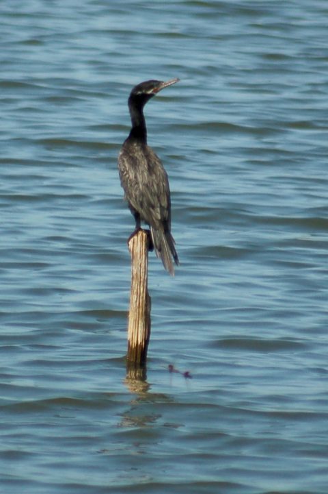 Neotropic Cormorant