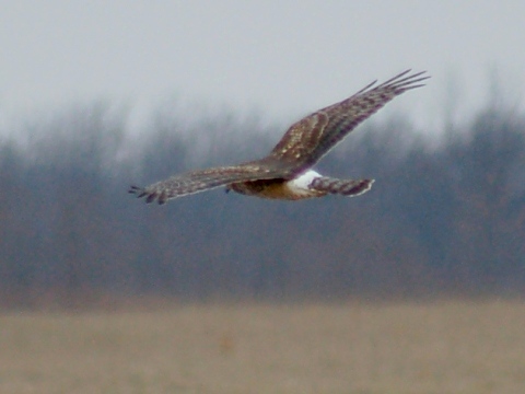 Northern Harrier (juvenile) photo #2