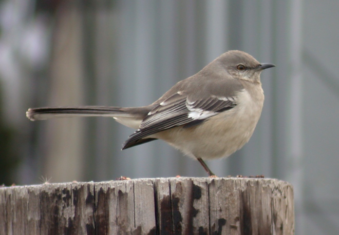 Northern Mockingbird Photo 4
