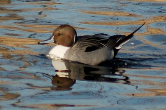 Northern Pintail Photo 2