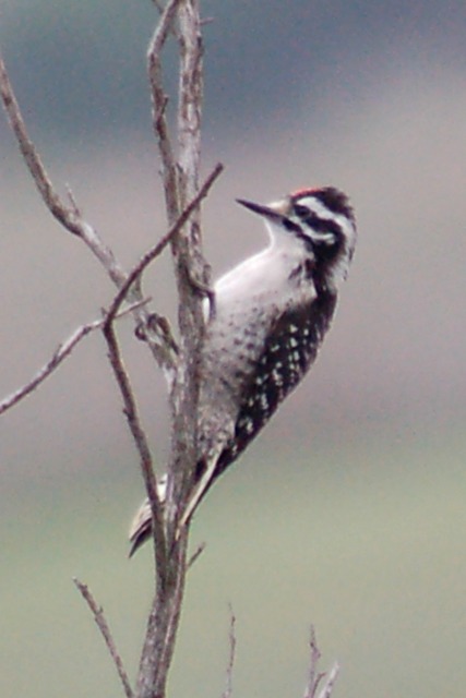 Nuttall's Woodpecker photo #2