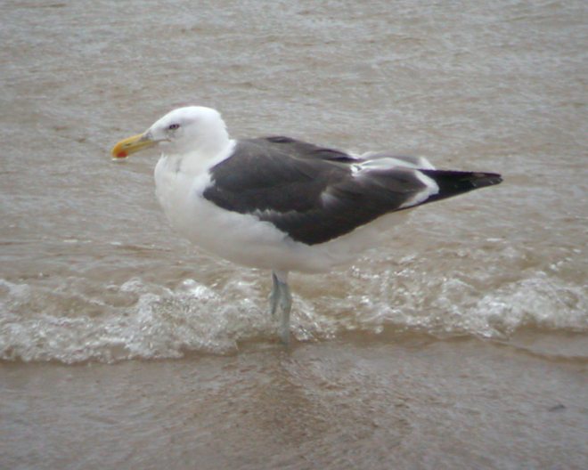 Mystery Gull Photo 1