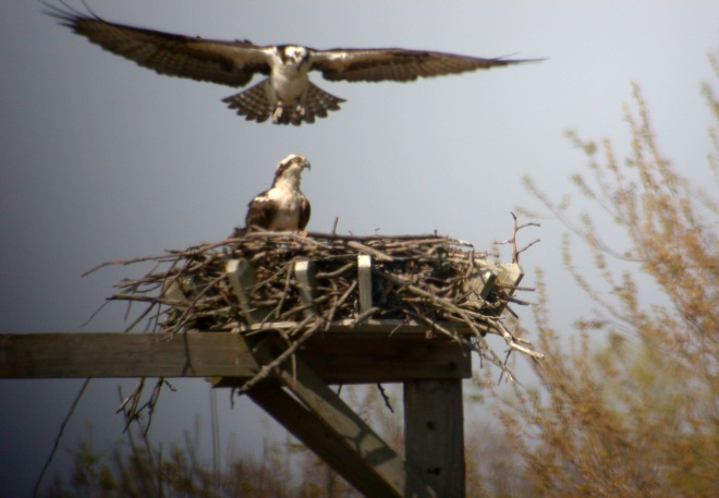 Osprey Photo 2