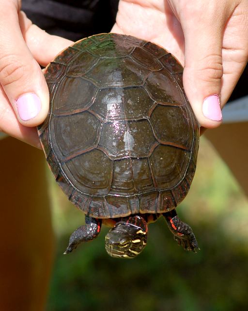 Midland Painted Turtle (adult) Corey Lake, Three Rivers, Michigan
