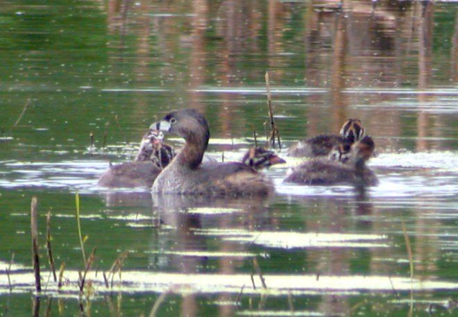Pied-billed Grebe (with young)
