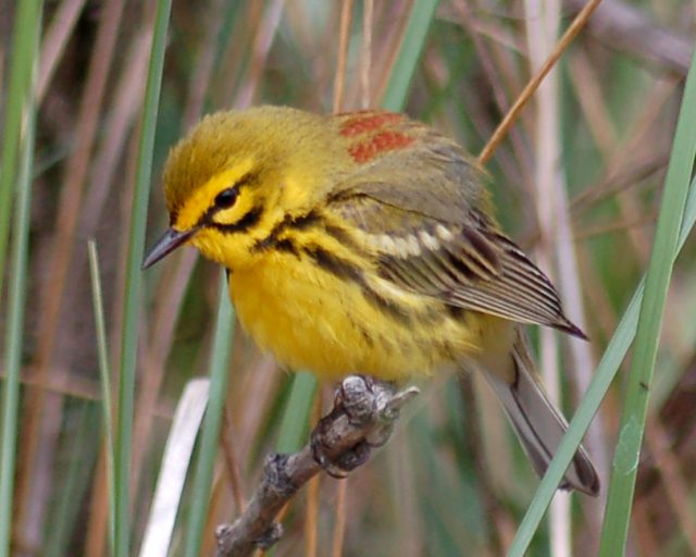 Prairie Warbler photo #2