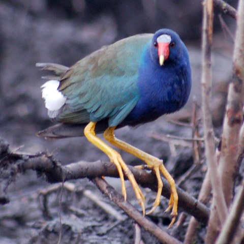 Purple Gallinule