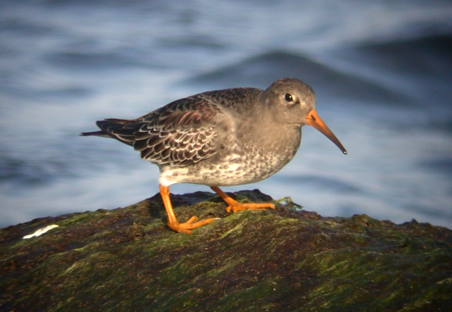 Purple Sandpiper Photo 1