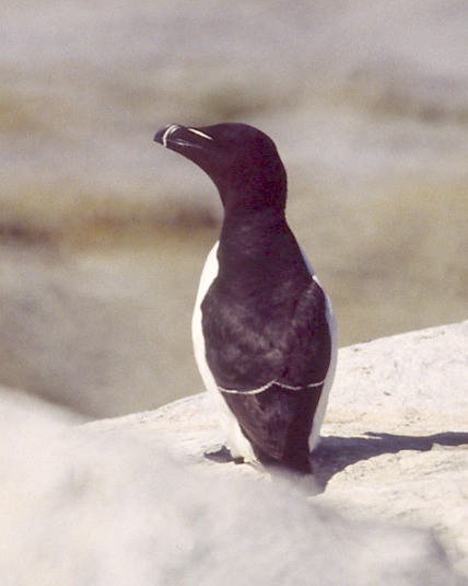 Razorbill photo #1