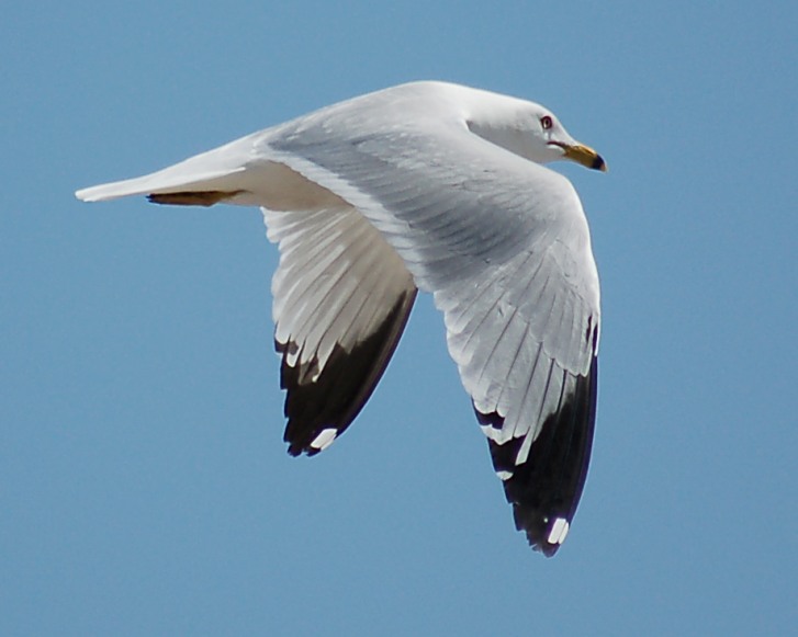 Ring-billed Gull (adult)
