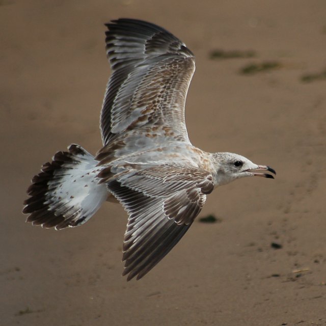 Ring-billed Gull (adult)