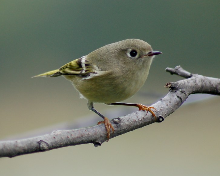 Ruby-crowned Kinglet
