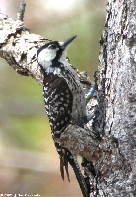 Red-cockaded Woodpecker