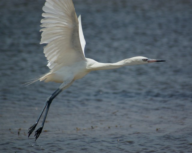 Reddish Egret (adult white form)
