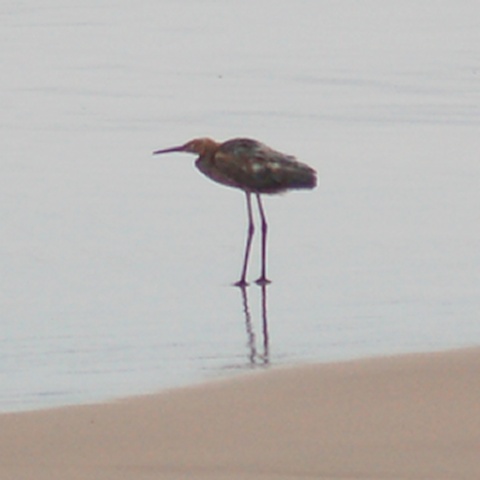 Reddish Egret