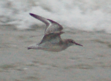 Red Knot (juvenile in flight)