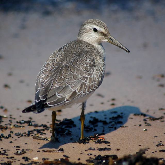 Red Knot (juvenile) photo #1