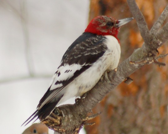 Red-headed Woodpecker photo #6
