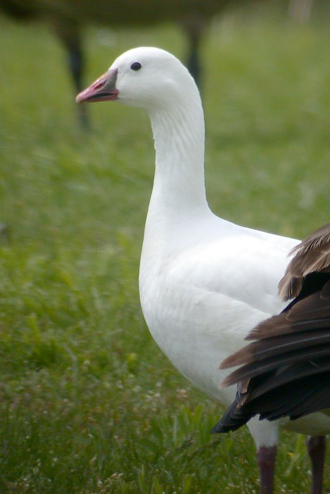 Ross's Goose X Snow Goose hybrid
