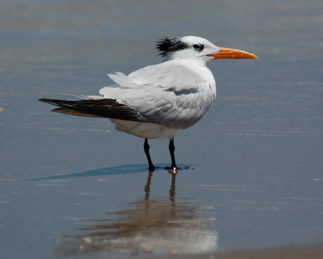 Royal Tern (non-breeding adult)
