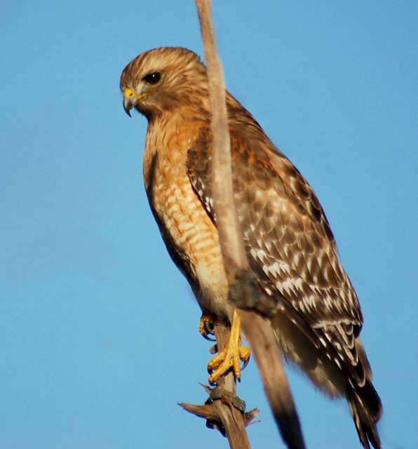 Red-shouldered Hawk photo #4