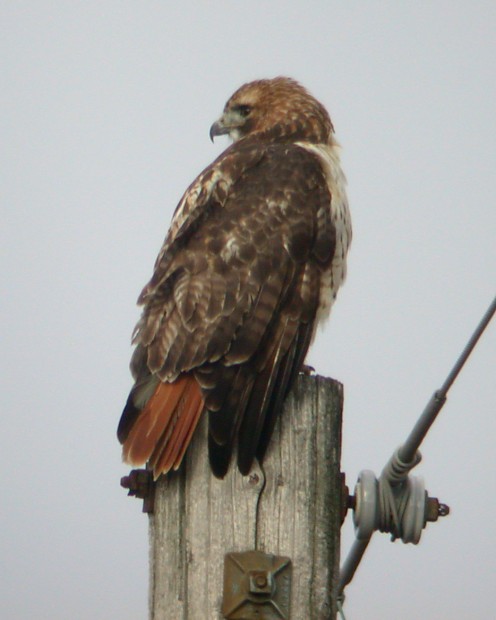 Red-tailed Hawk