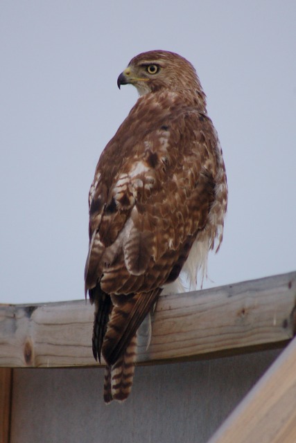 Red-tailed Hawk photo #2