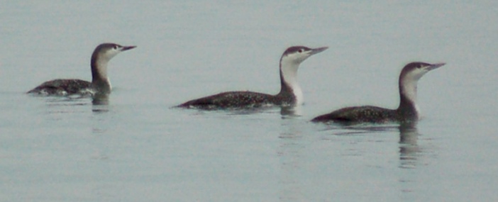 Red-throated Loon