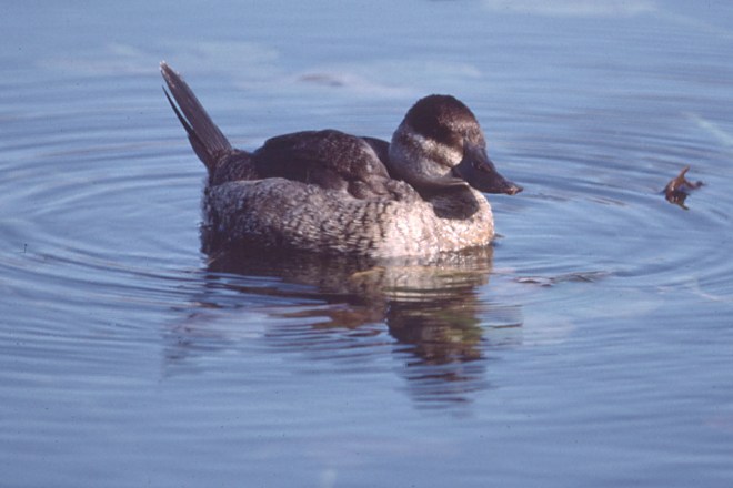 Ruddy Duck photo #4