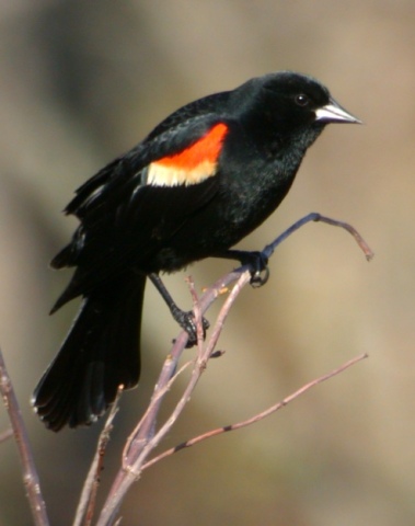 Red-winged Blackbird photo #3