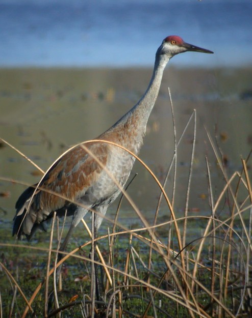 Sandhill Crane photo 6